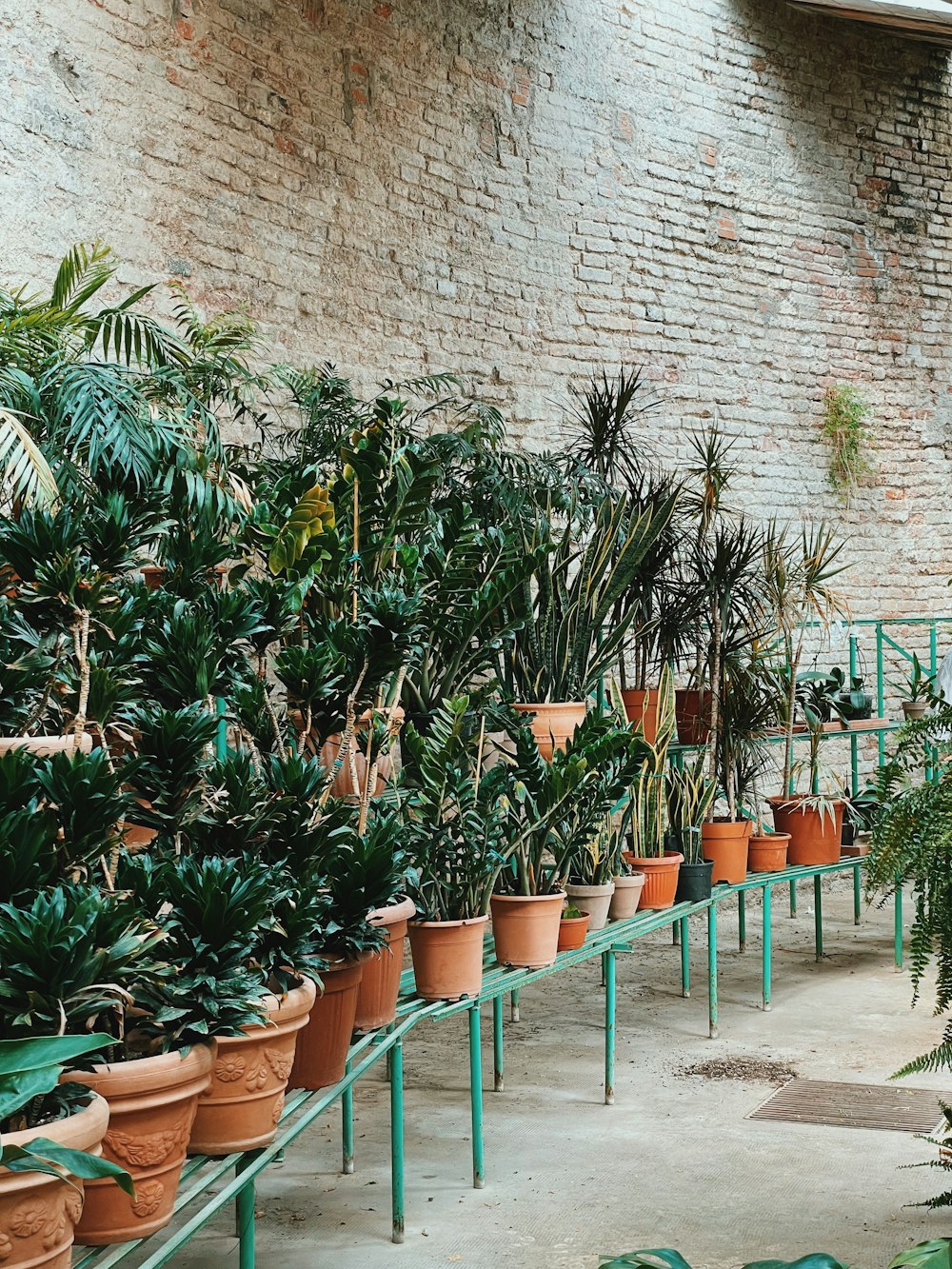 a room filled with lots of potted plants next to a brick wall