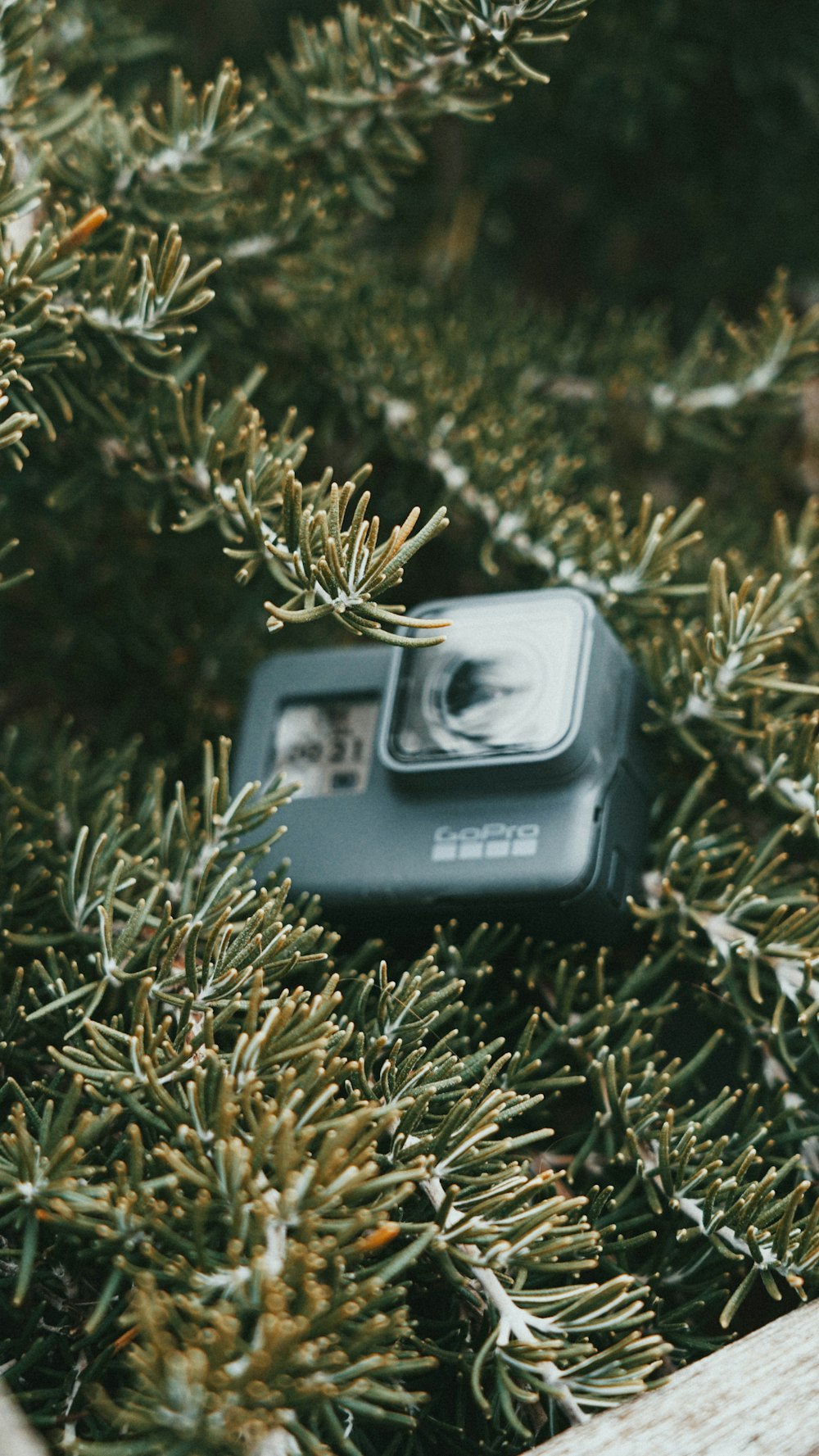 a camera sitting on top of a tree branch