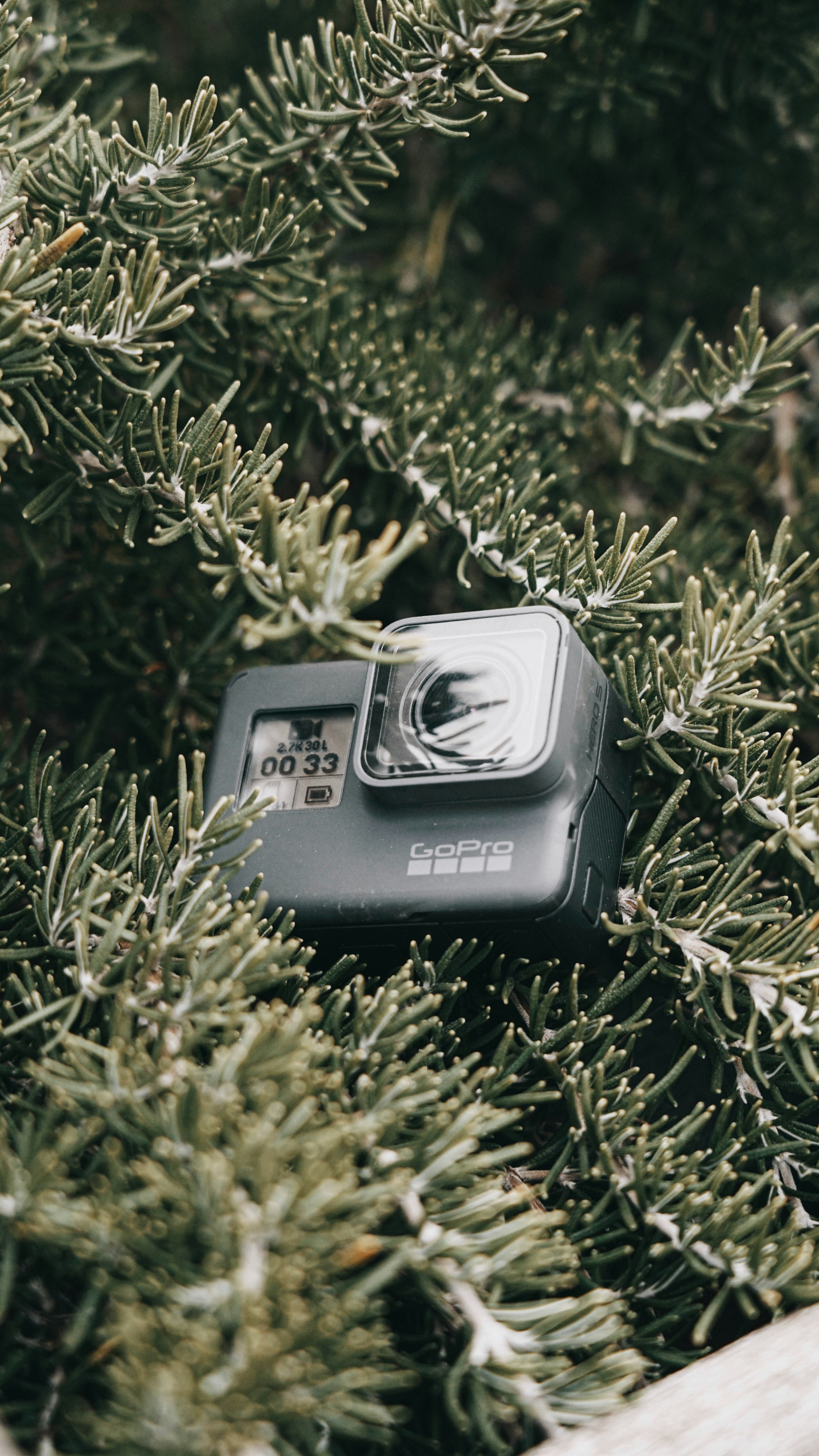 A camera sitting on top of a tree branch photo – Free Williams road ...