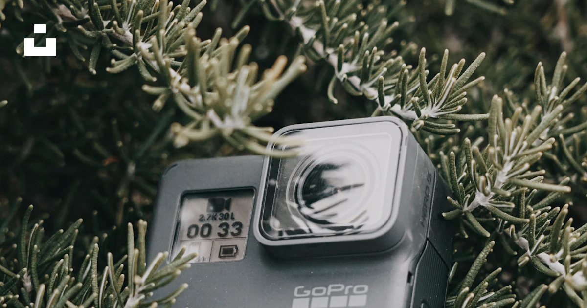 Sony Camera Tree A camera sitting on top of a tree branch photo – Free Williams road ...