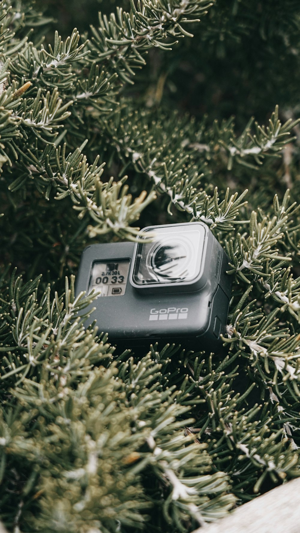 a camera sitting on top of a tree branch