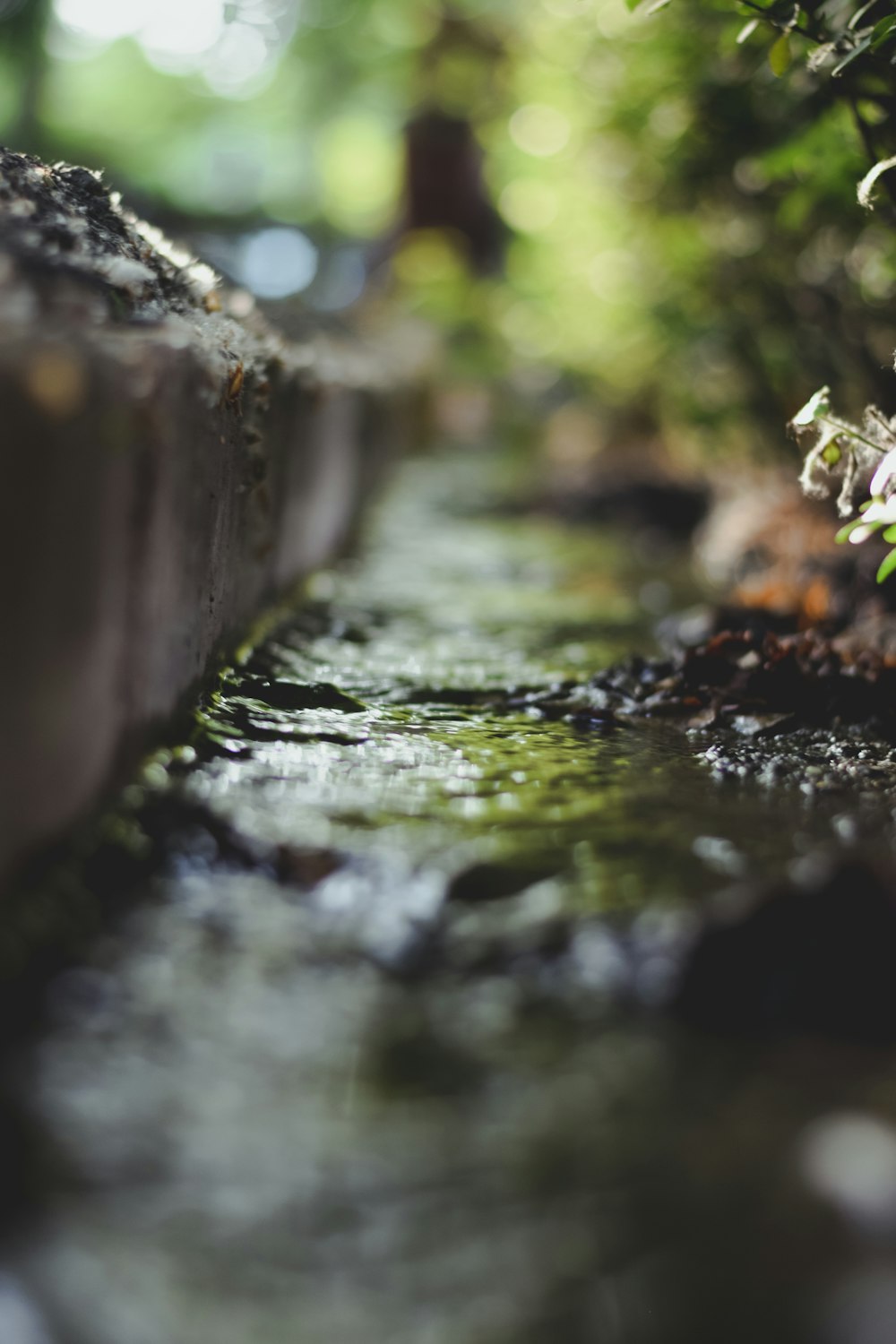 a stream of water running through a lush green forest