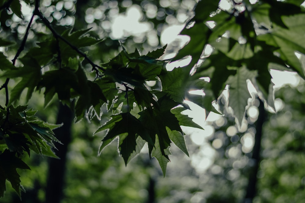 the leaves of a tree in a forest