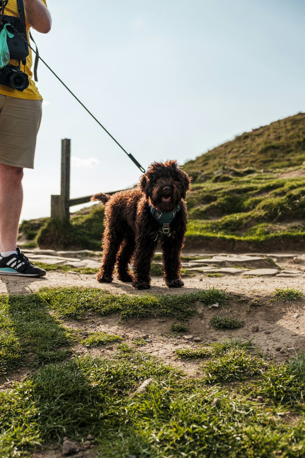 a brown dog standing on top of a lush green field