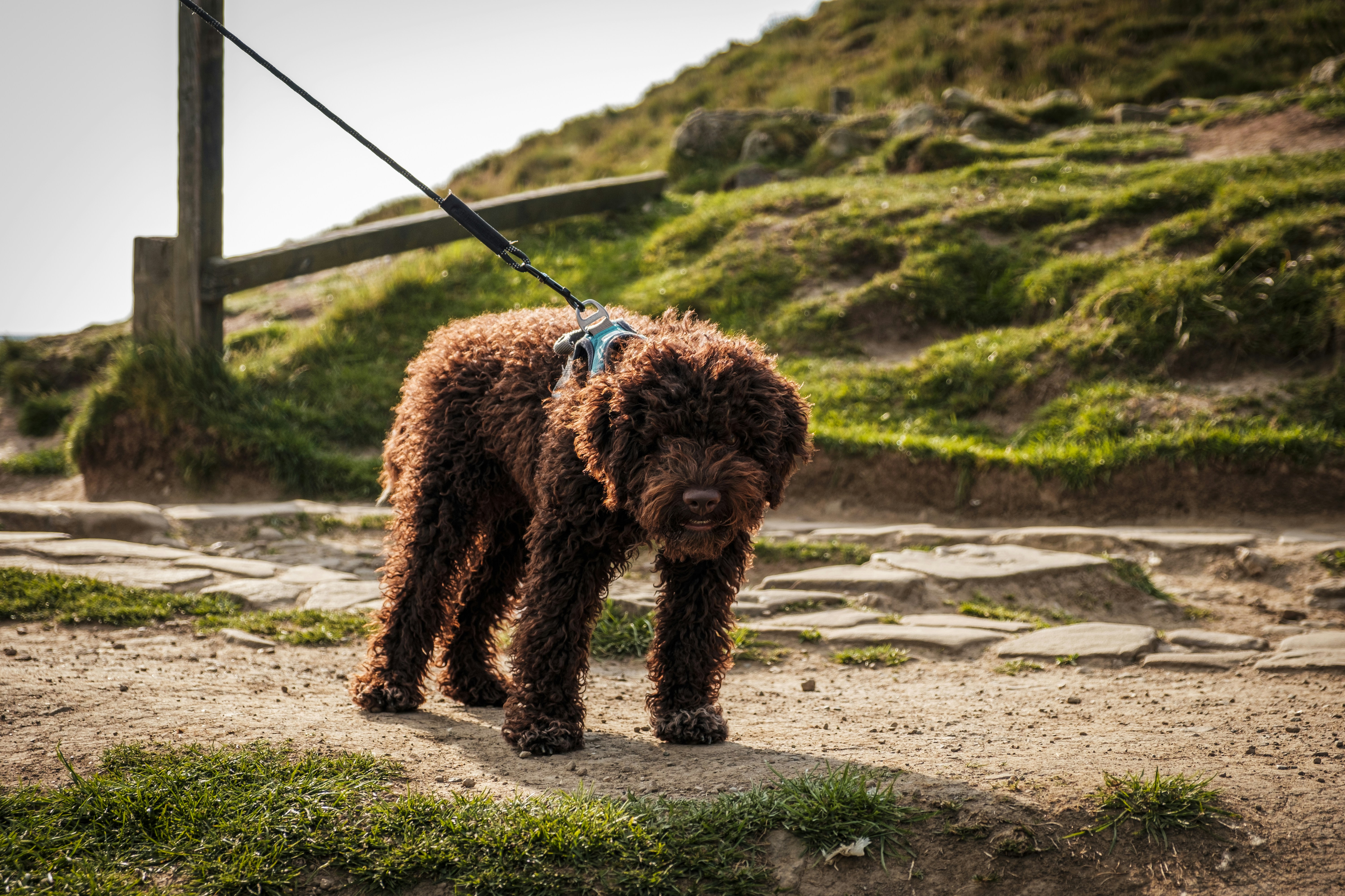 lagotto romagnolo price