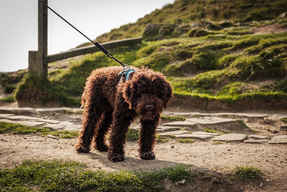 a brown dog on a leash on a hill