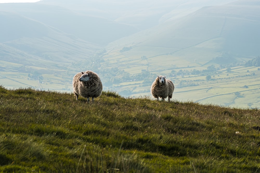 a couple of sheep standing on top of a lush green hillside