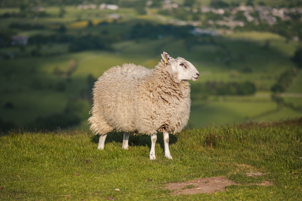 Un mouton debout au sommet d’une colline verdoyante