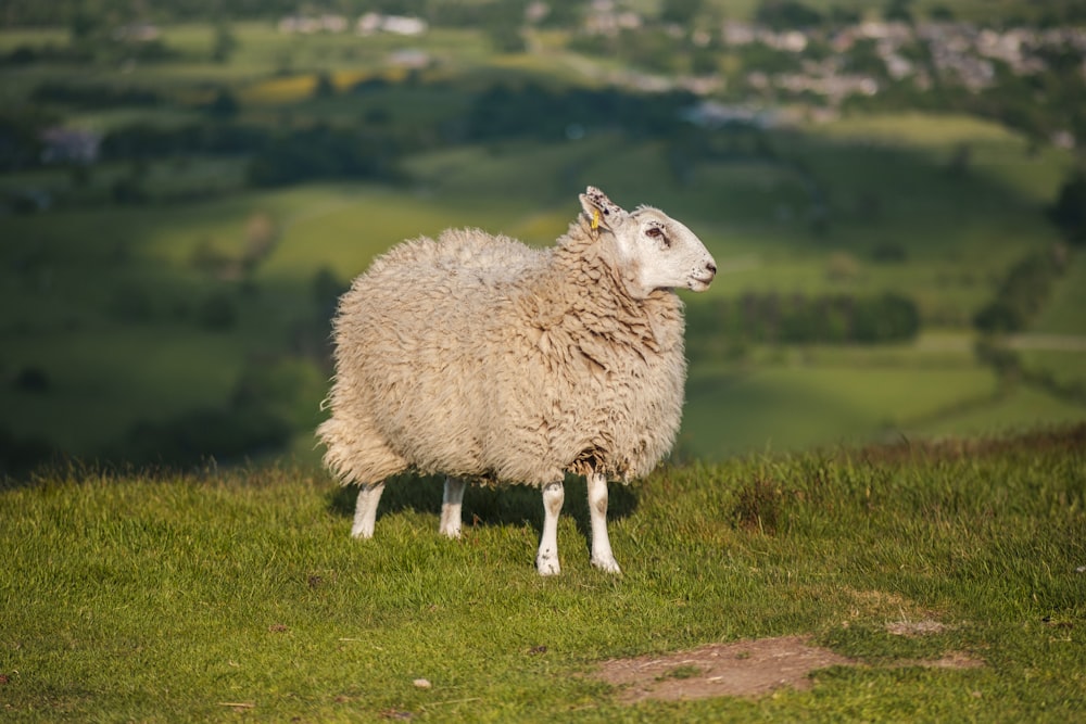 Ein Schaf steht auf einem üppigen grünen Hügel