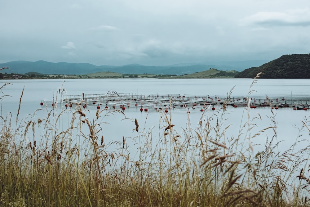 a large body of water surrounded by tall grass