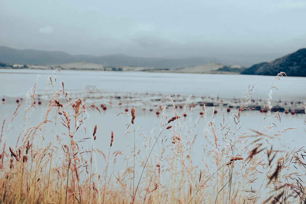 a view of a body of water from a field