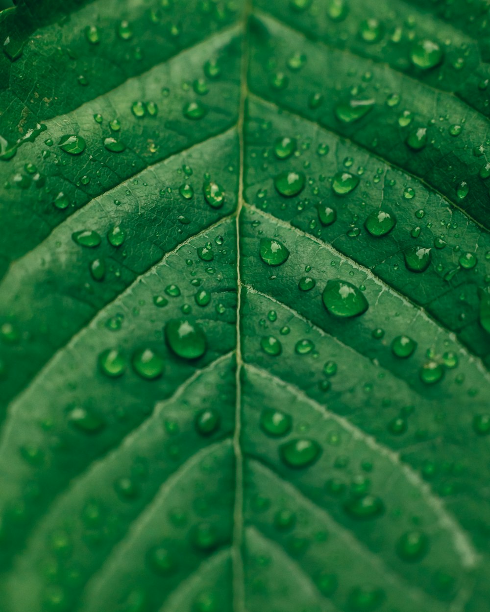 a green leaf with water drops on it