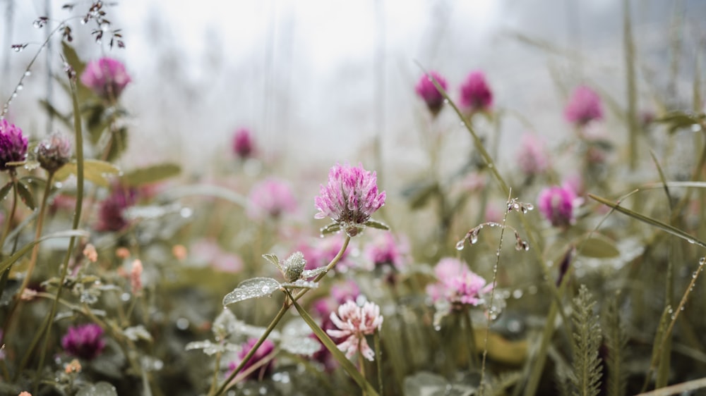 a field full of pink flowers on a foggy day