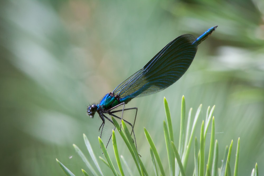 Una libellula blu seduta sopra una pianta verde