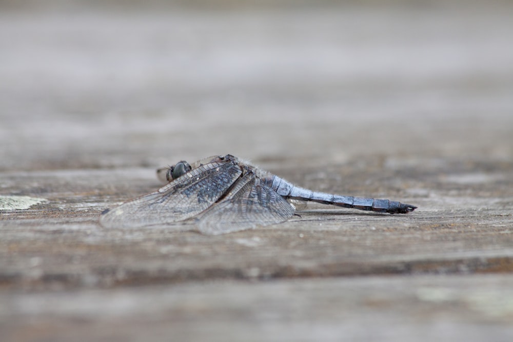 a close up of a dragonfly on a wooden surface