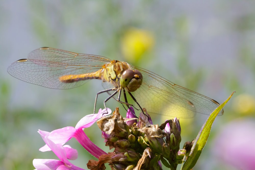 una coppia di libellule sedute sulla cima di un fiore