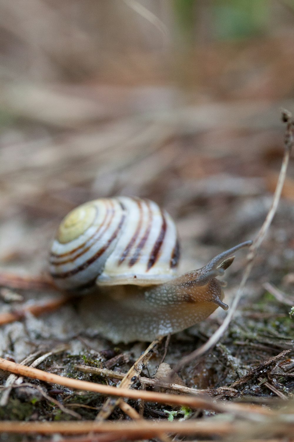 a snail crawling on the ground in the woods