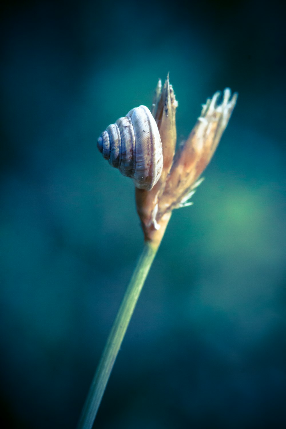 a close up of a plant with a snail on it