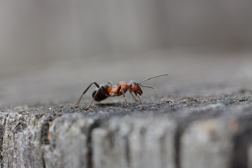 a close up of a small insect on the ground