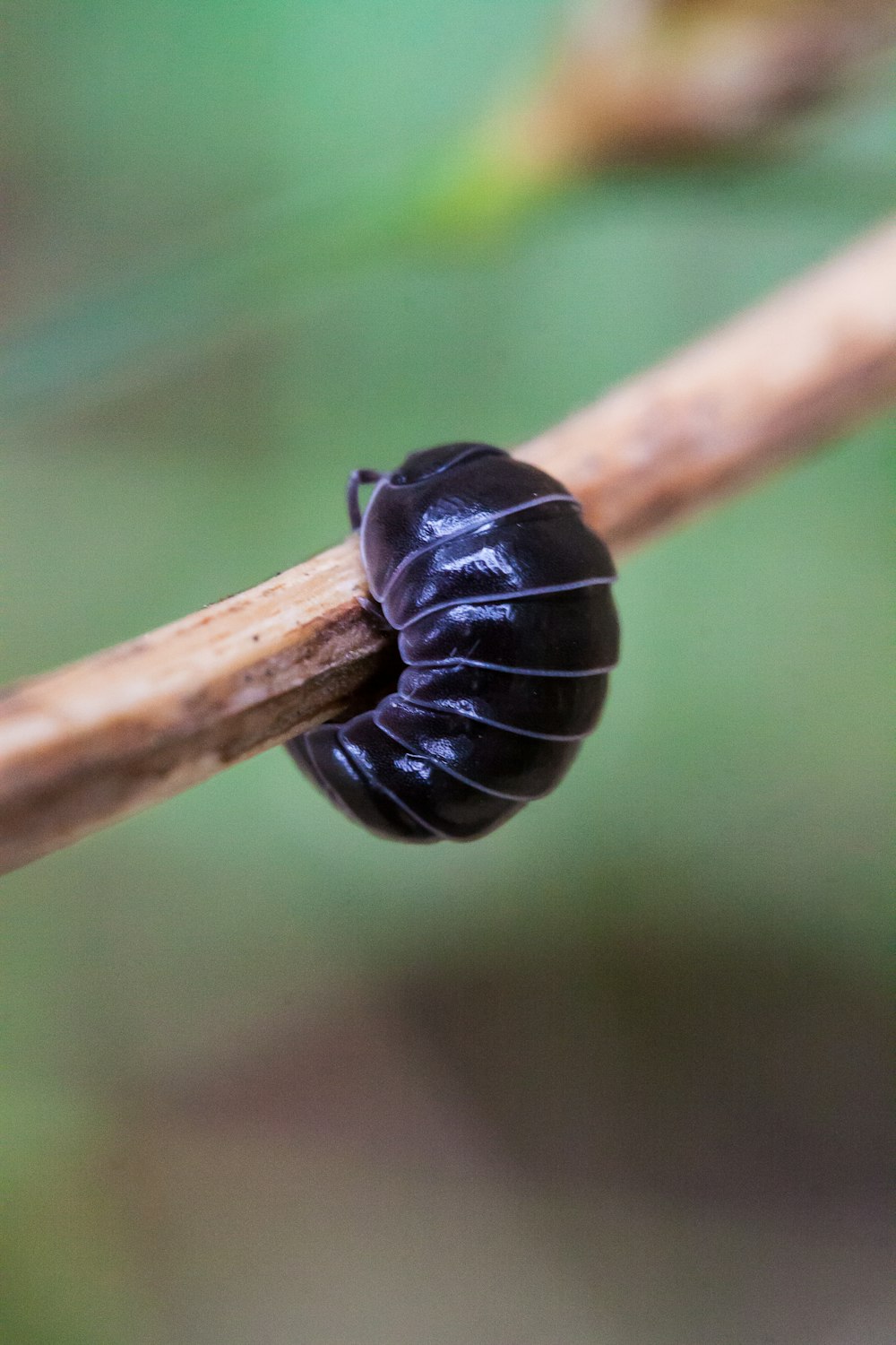a black bug crawling on a wooden stick