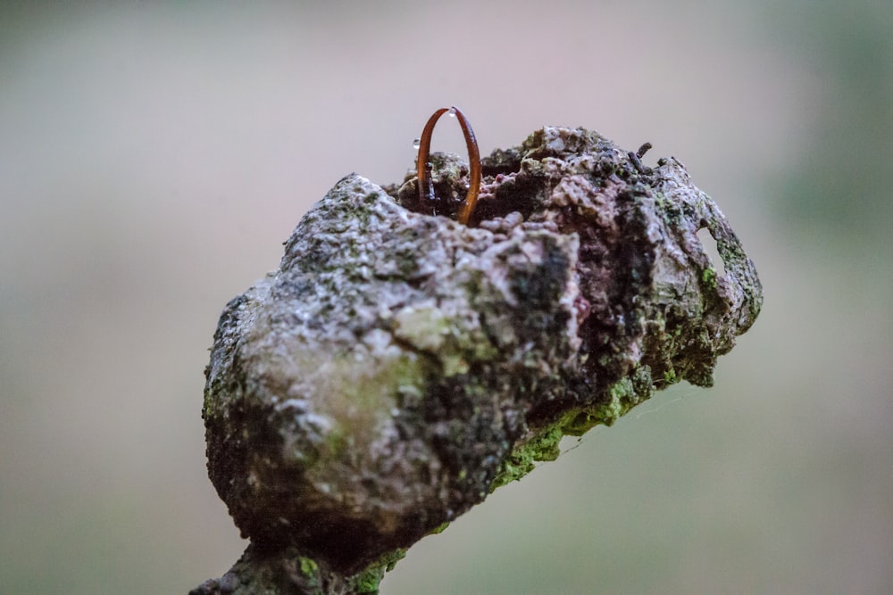 um pequeno inseto sentado em cima de um galho de árvore