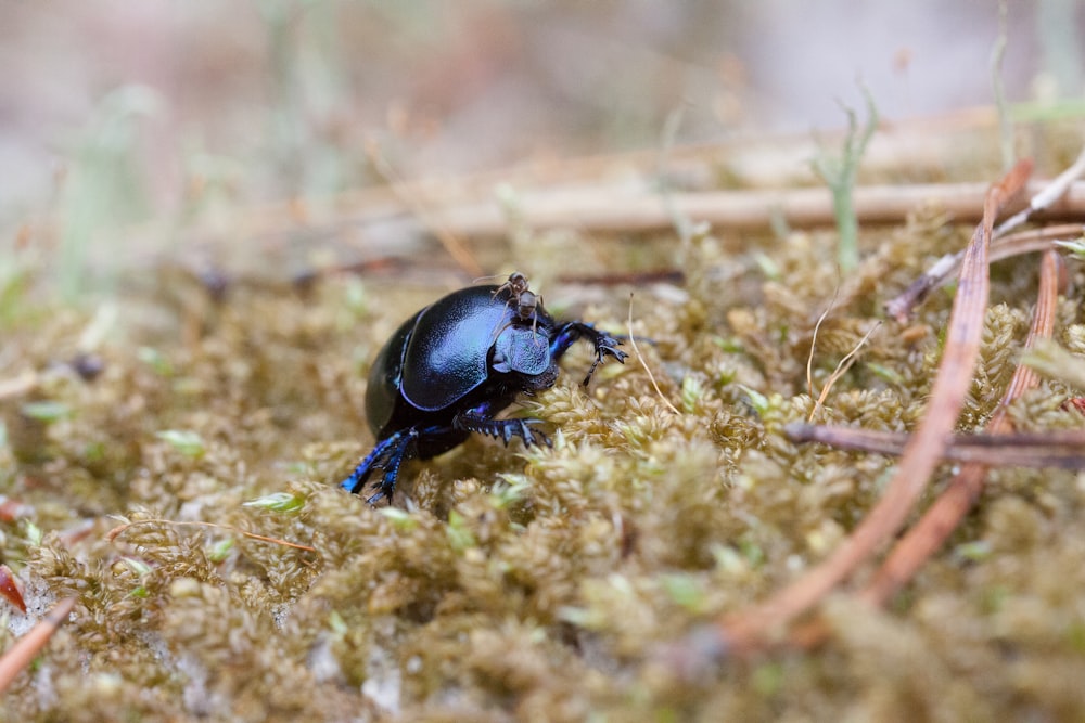 a blue beetle sitting on top of a moss covered ground