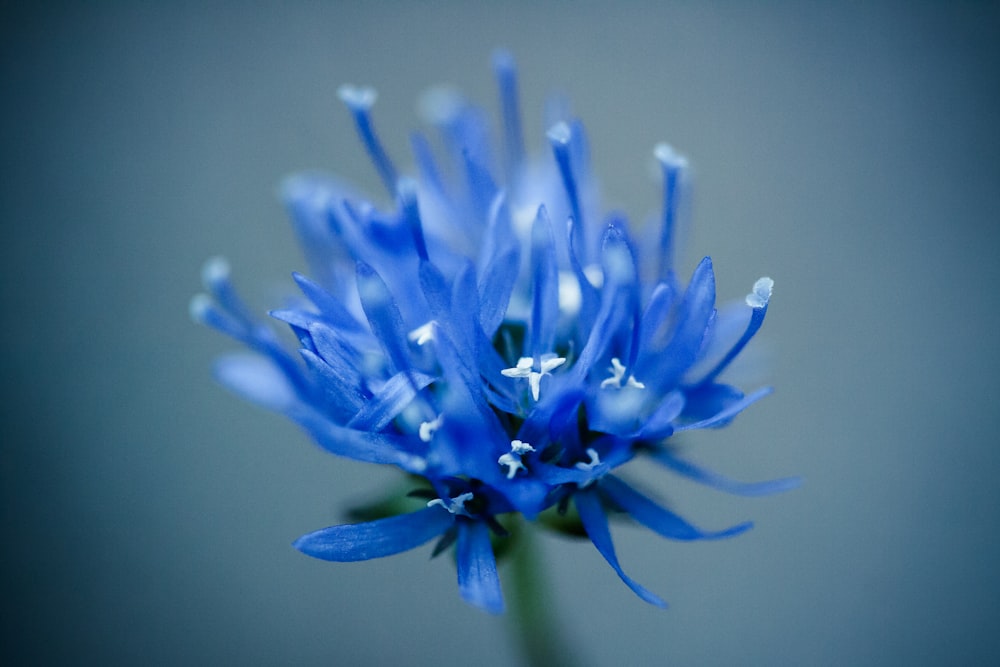 a close up of a blue flower on a gray background
