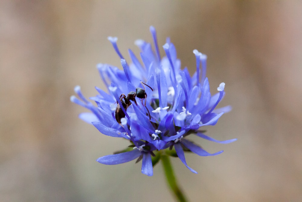 a blue flower with a bee on it