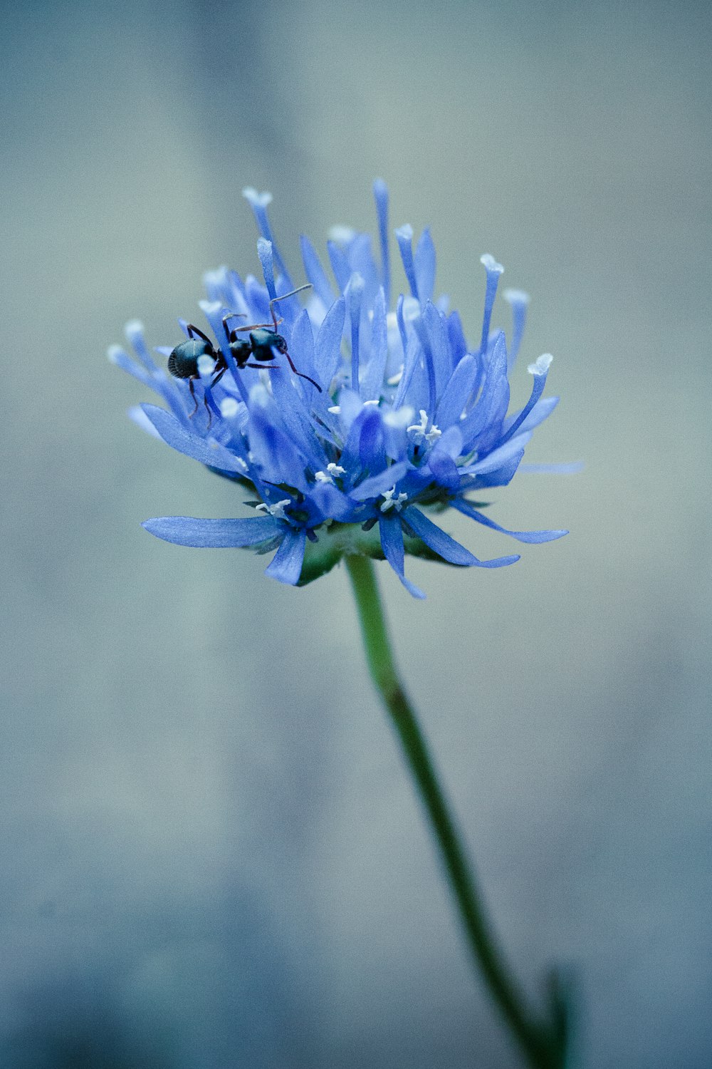 a close up of a blue flower with a bug on it