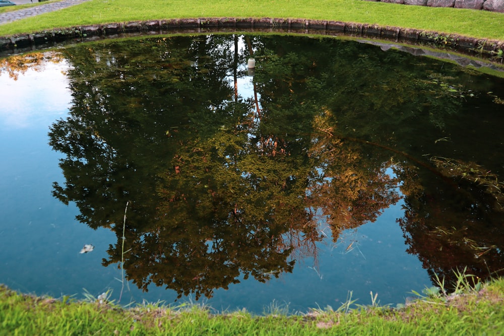 a pond in a grassy area with trees reflected in the water