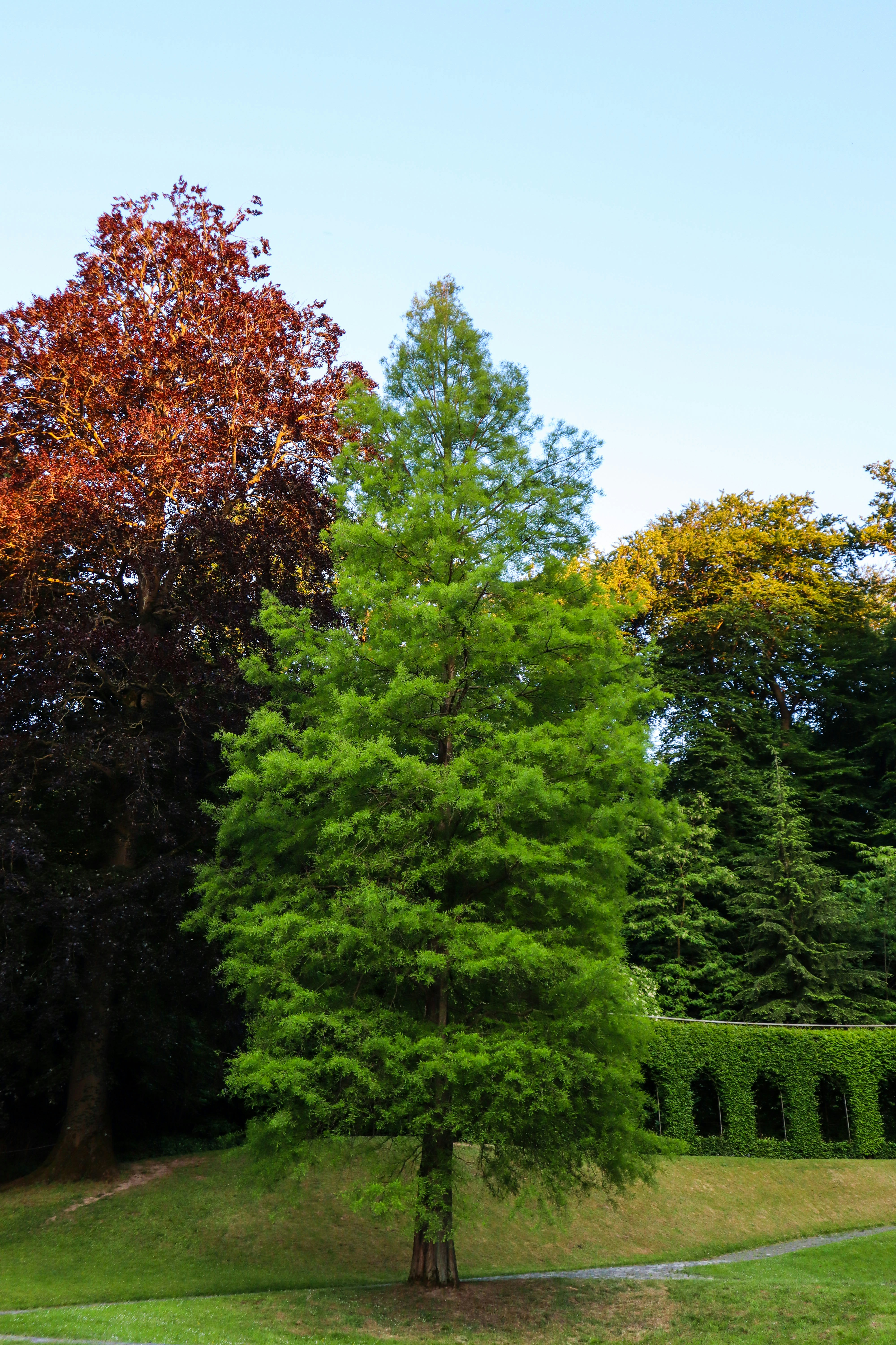 A large green tree sitting in the middle of a park photo – Free ...