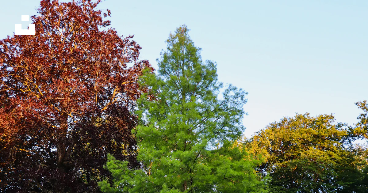 A large green tree sitting in the middle of a park photo – Free ...