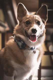 A joyful dog posing with a pastel yellow bandana in a bright, cheerful room