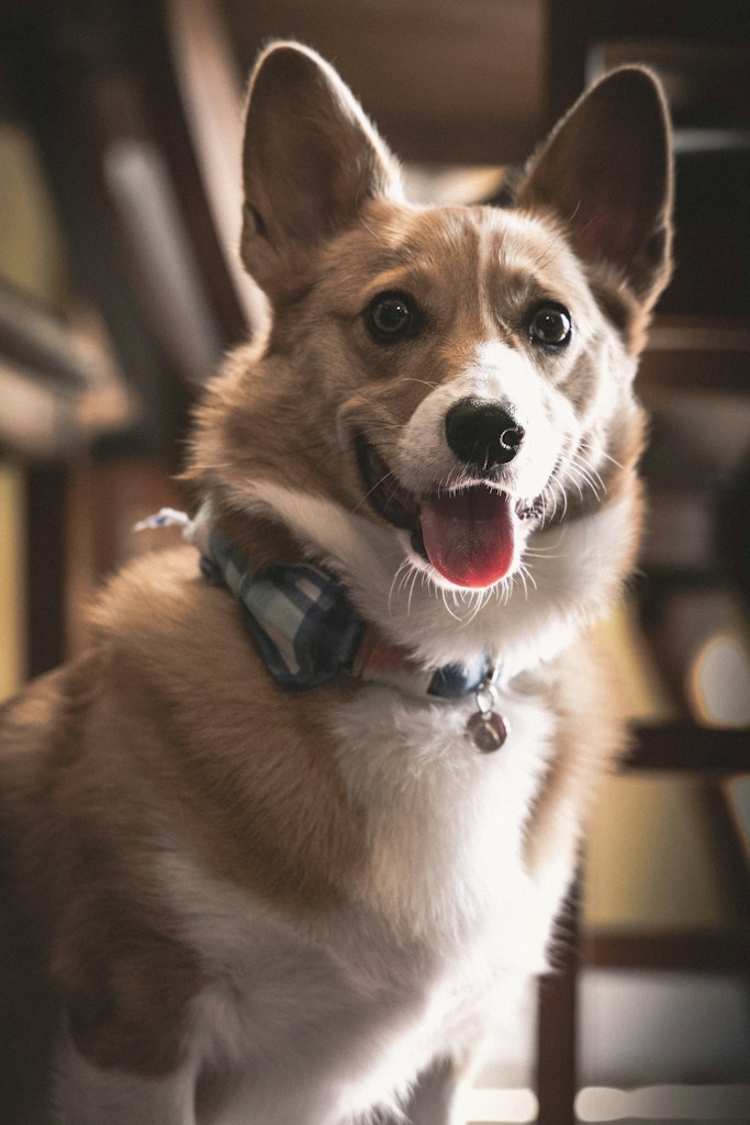 Playful Pet Bandana