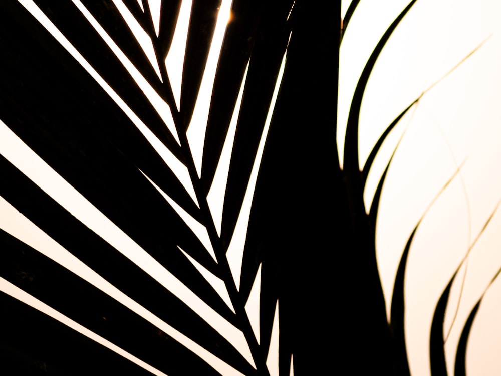 the shadow of a palm leaf on a wall