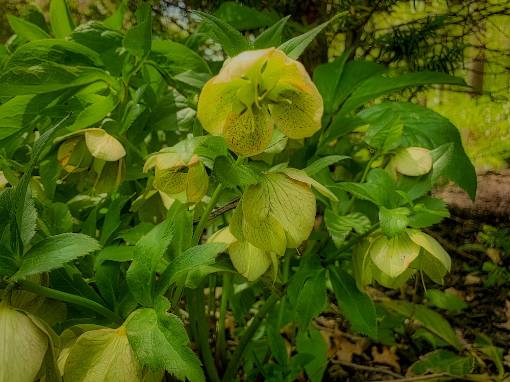 a close up of a plant with green leaves