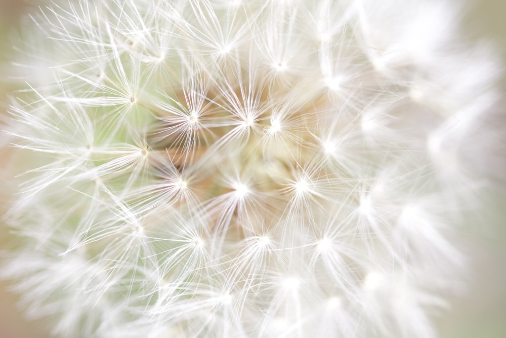 a close up of a dandelion with a blurry background