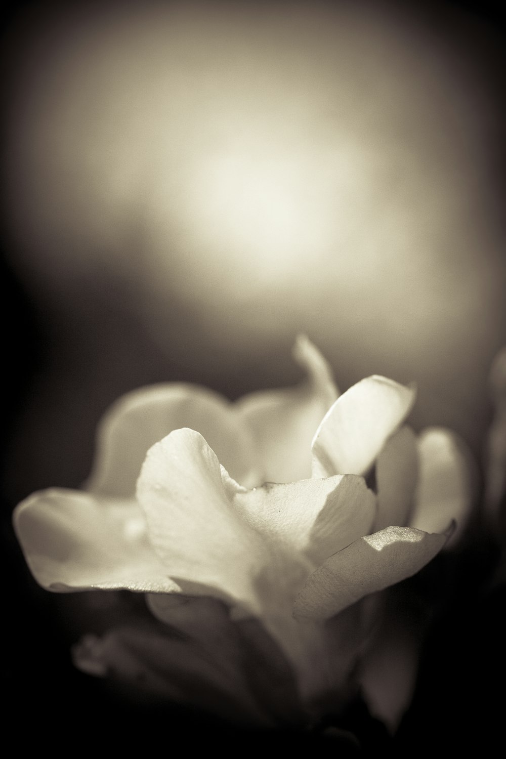 a close up of a flower with a blurry background