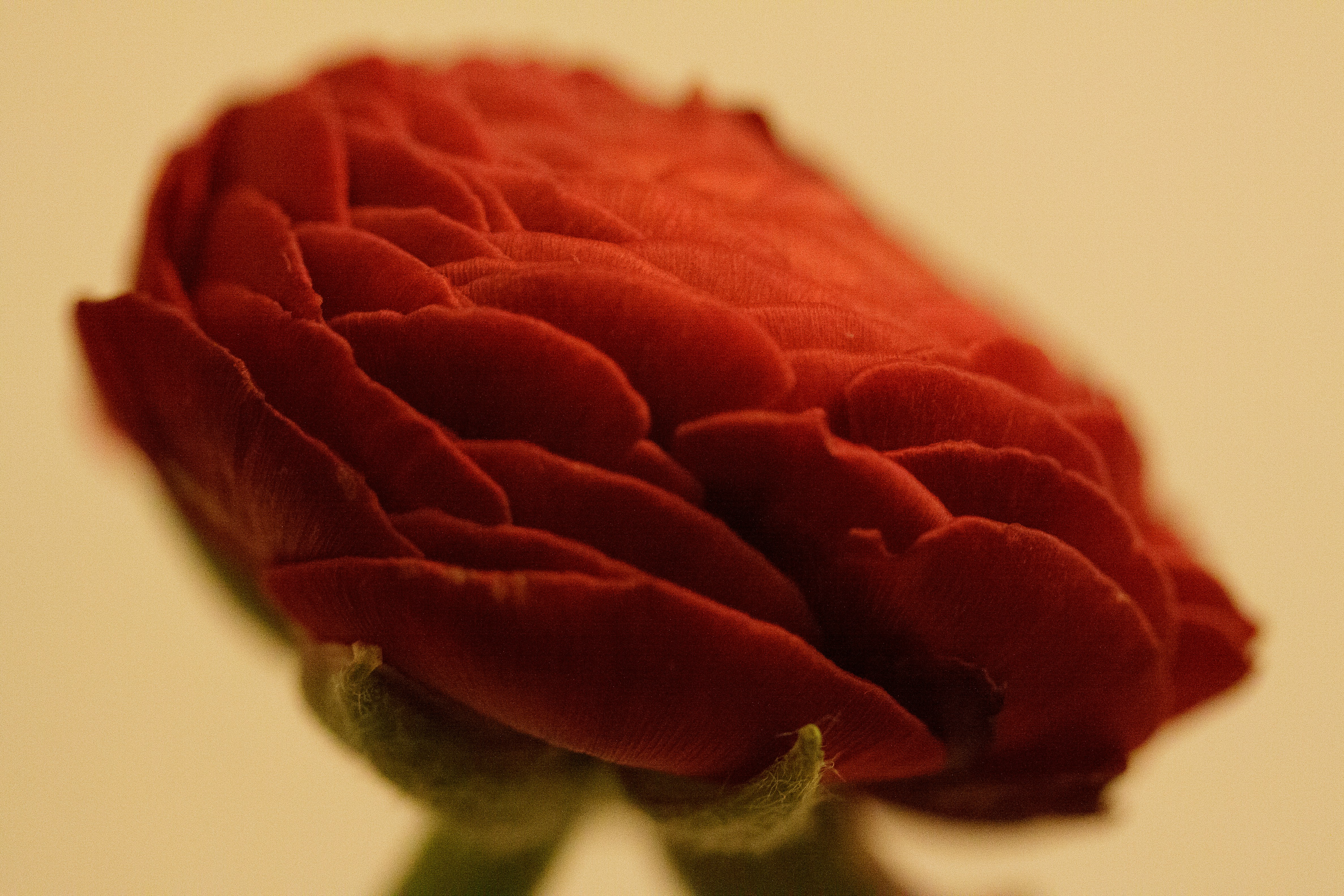 a close up of a red flower on a white background