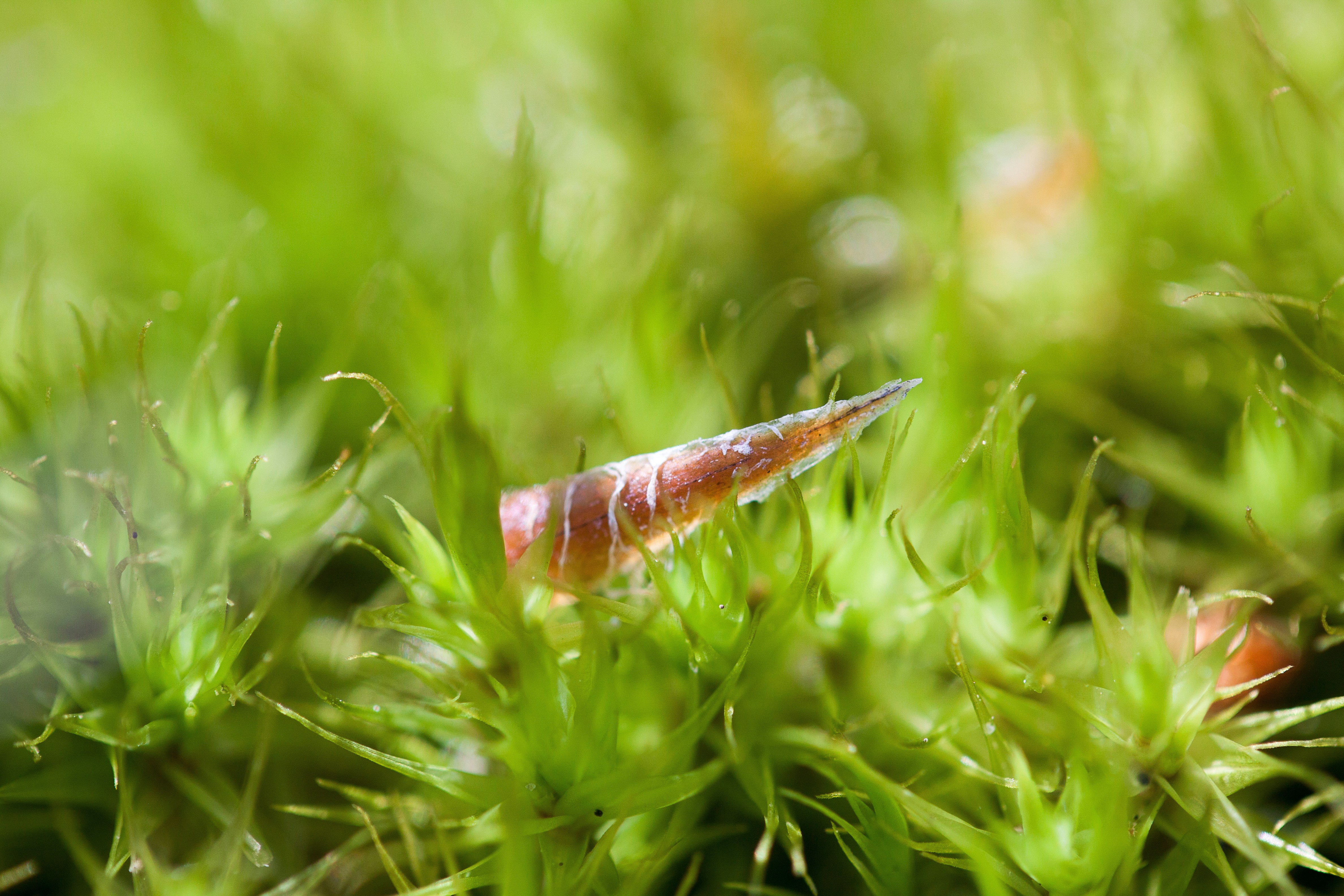 Nahaufnahme eines Blattes im Gras