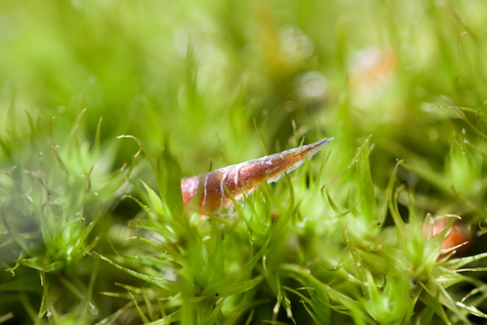 a close up of a leaf in the grass