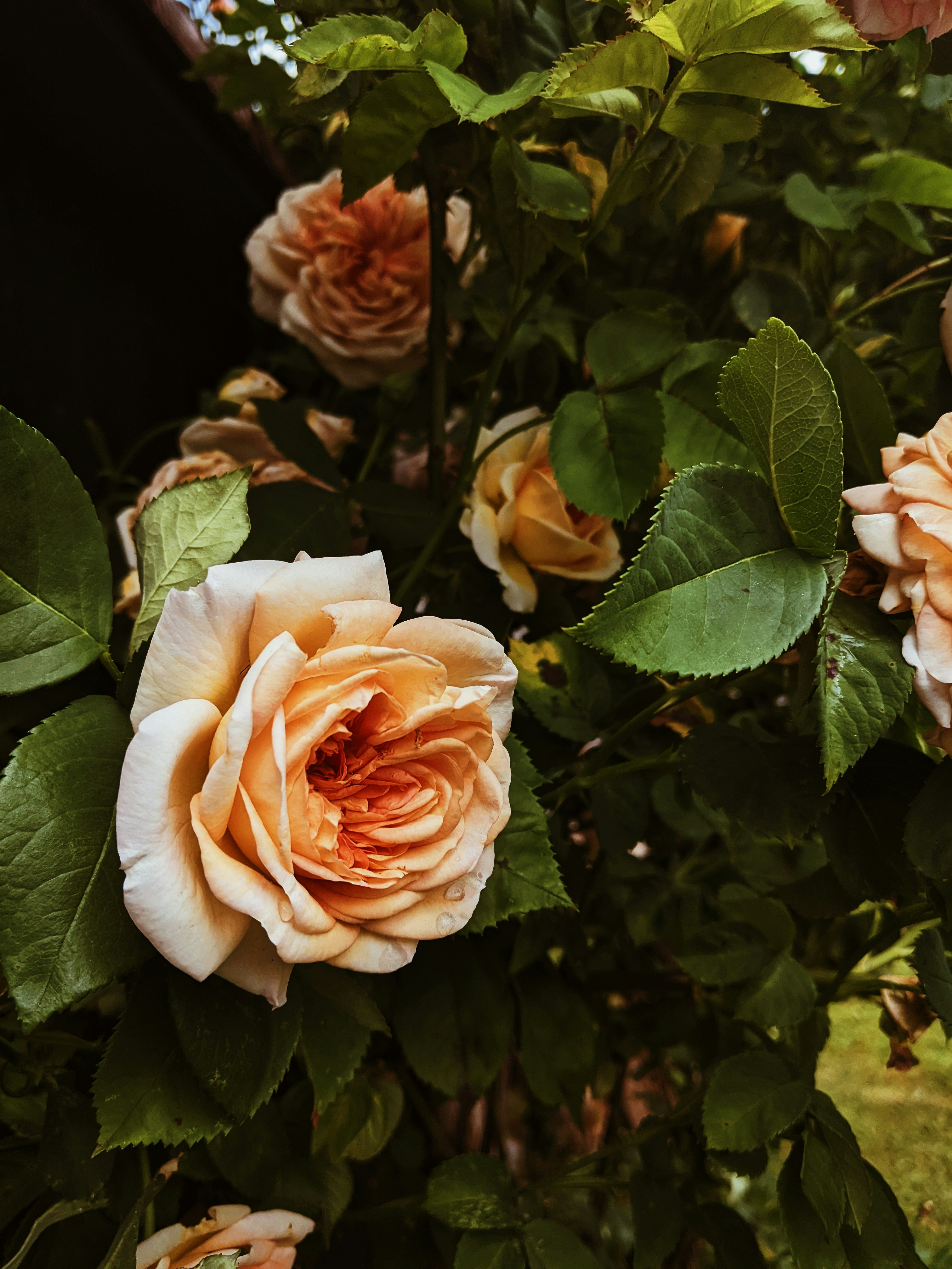 Photo by muchowakoid