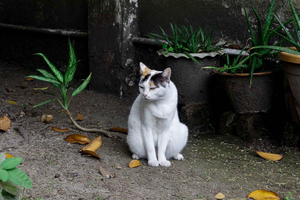 a white cat sitting on the ground next to some plants