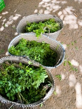 Close-up of fresh green herbs gently placed on rustic wooden table under soft natural light.