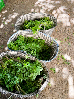 Close-up of fresh green herbs gently resting on a wooden table, bathed in soft natural light.