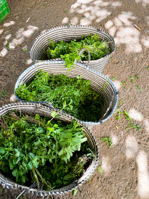 Organic herbs freshly harvested, laid out on rustic wooden table with sunlight filtering through leaves.