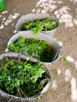 Three woven baskets filled with fresh green herbs are placed on a textured stone surface. Sunlight creates dappled shadows across the ground, adding a natural and rustic ambience.