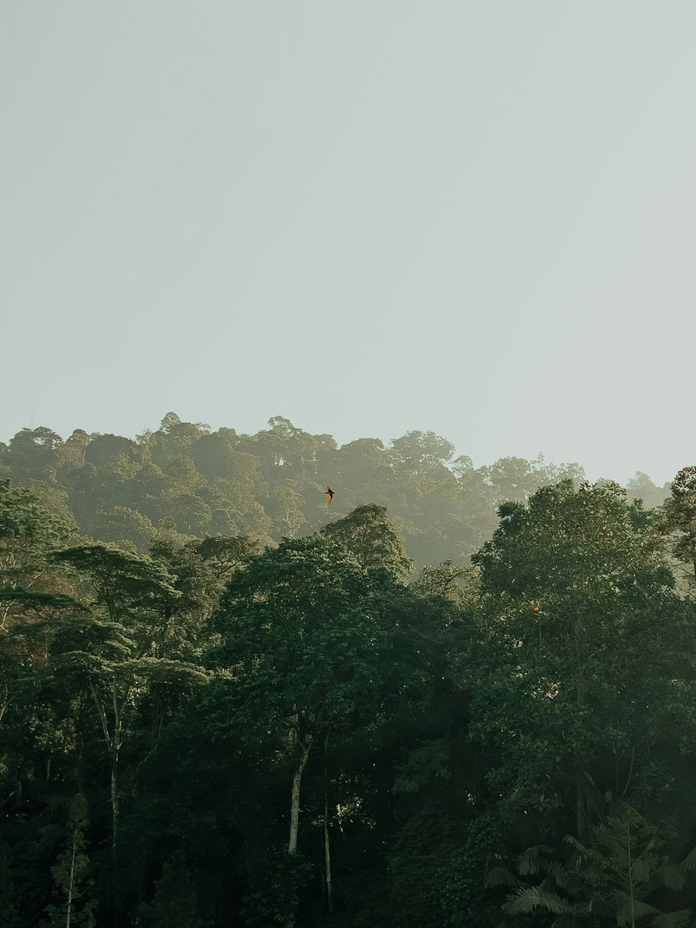 a plane flying over a lush green forest