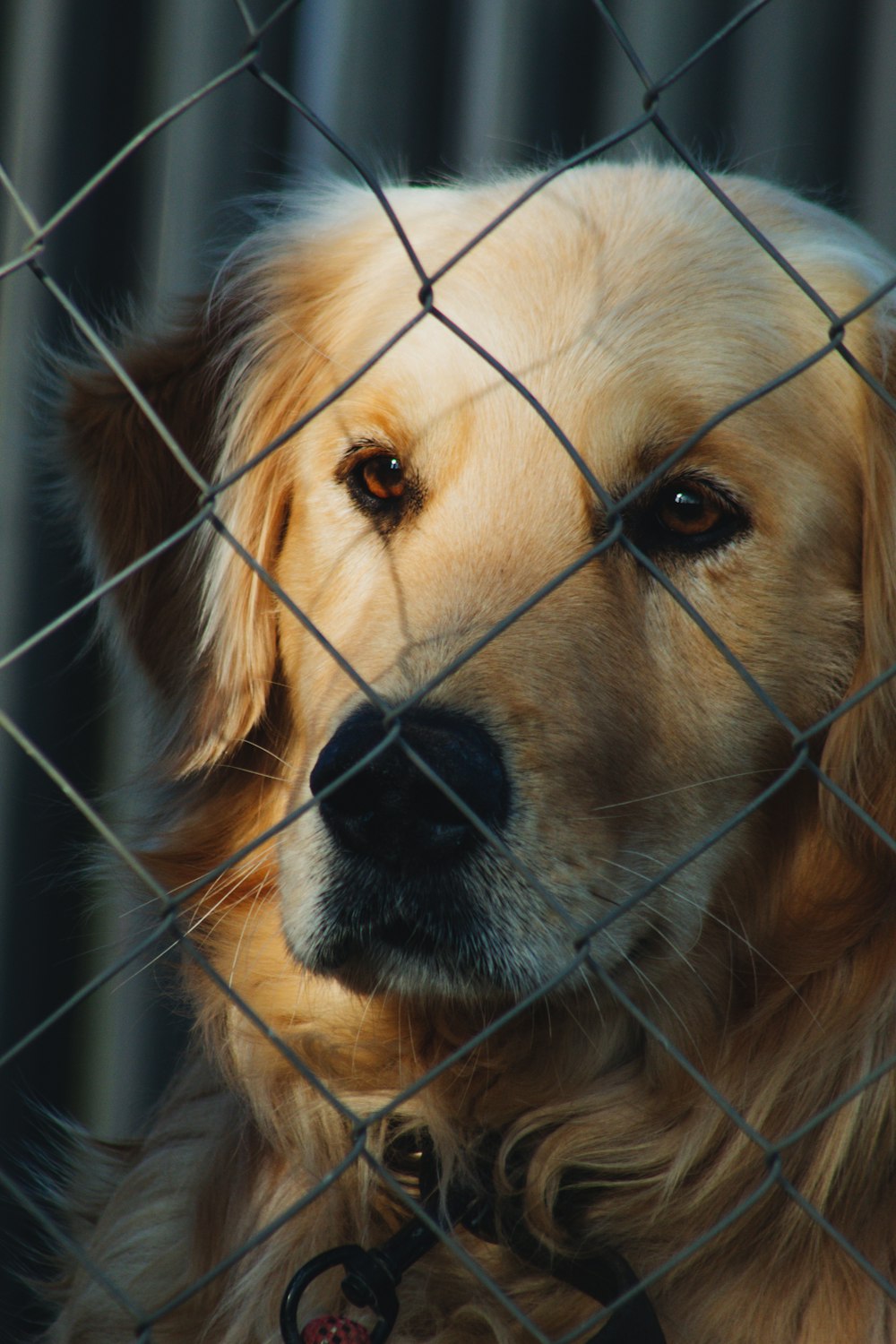 a close up of a dog behind a fence