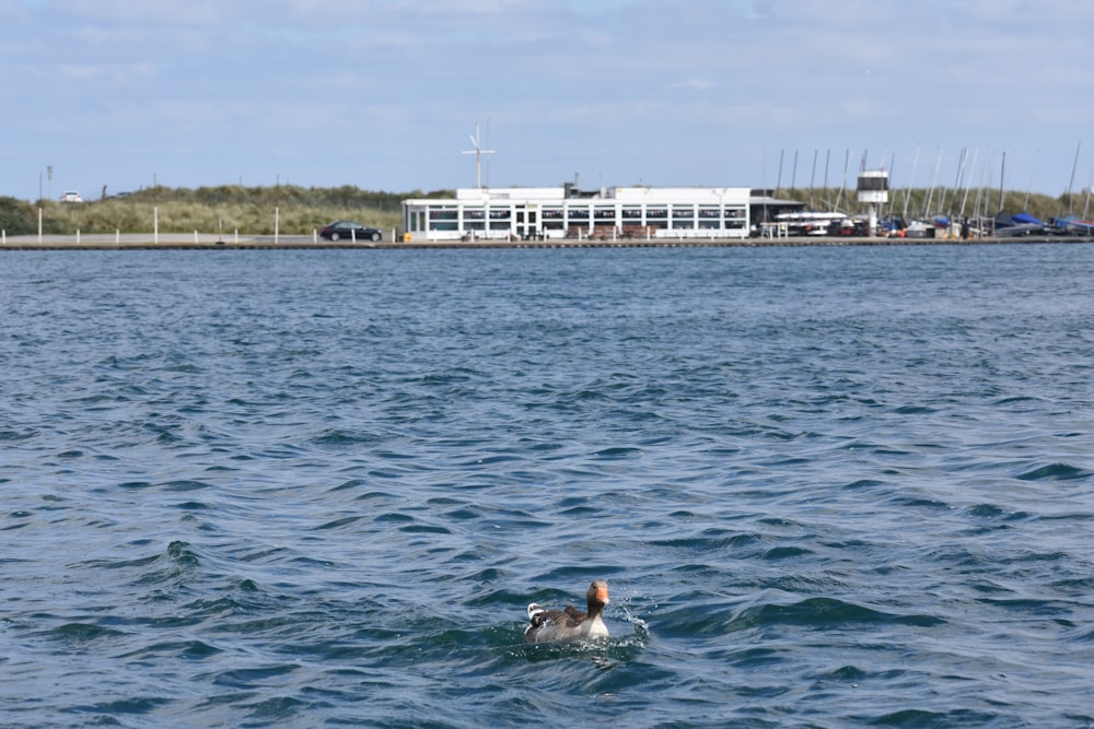 a large body of water with a building in the background